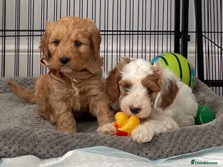 Cavapoo dogs 🐩🐶🐾FULLY HEALTH CLEAR F1 CAVAPOO🐾🐶🐩 - Advert 5