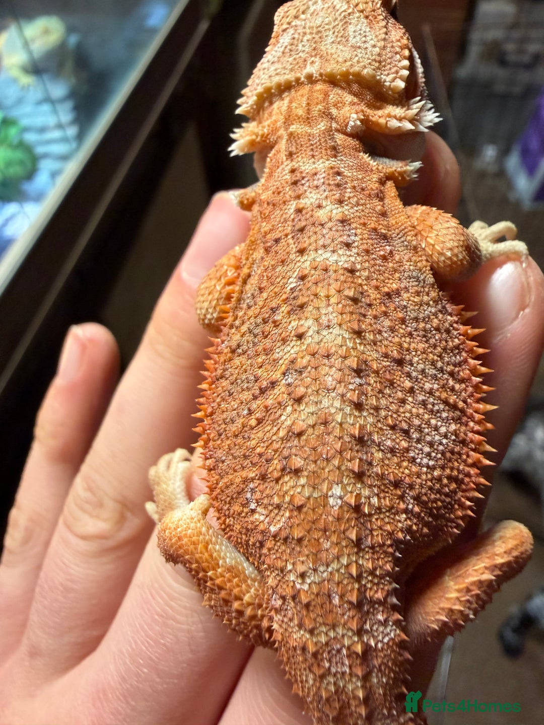 Bearded Dragon reptiles for sale: Red spiky morth Baby beared dragon has extra toe  - Advert 5