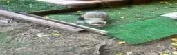 Ferret rodents for sale: Two Boi Ferrets available - Advert 10
