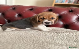 Beagle dogs for sale: Beagle Puppies - Image 11