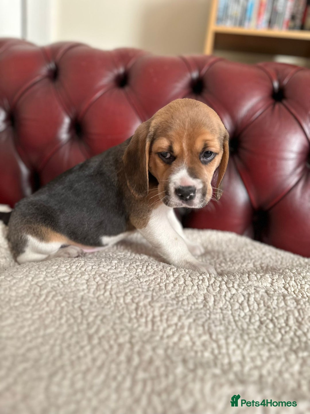 Beagle dogs for sale: Beagle Puppies - Image 11