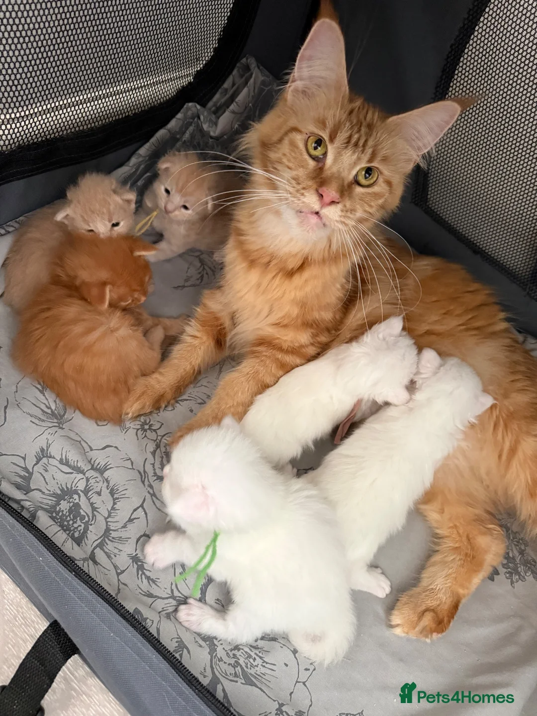 Maine Coon cats for sale: GCCF/TICA Pedigree Maine Coon Kittens - Advert 1