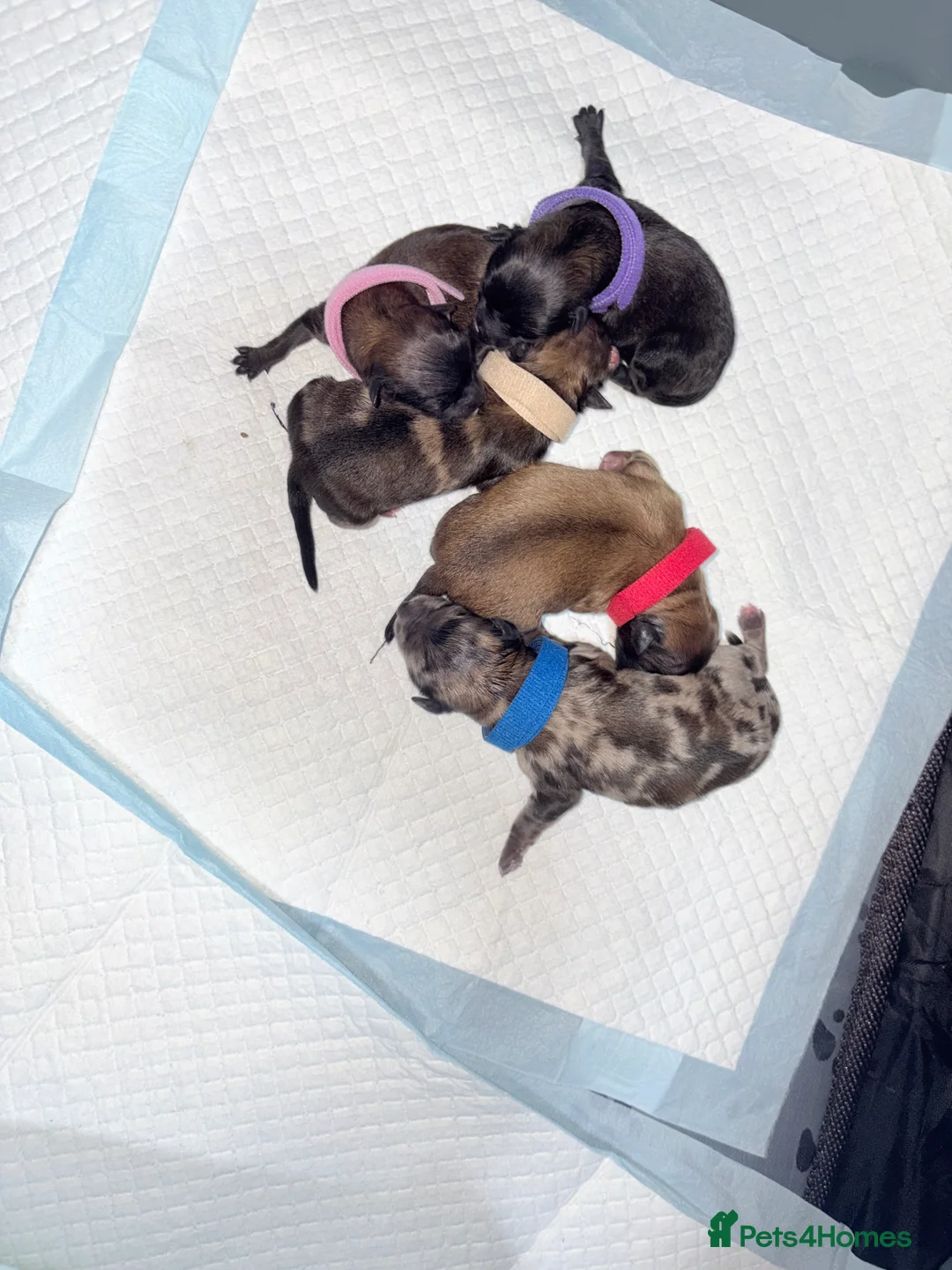 Pomchi dogs for sale: Pomchi - Advert 3