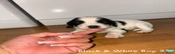 Cocker Spaniel dogs for sale: Cocker spaniel puppy’s  - Advert 17