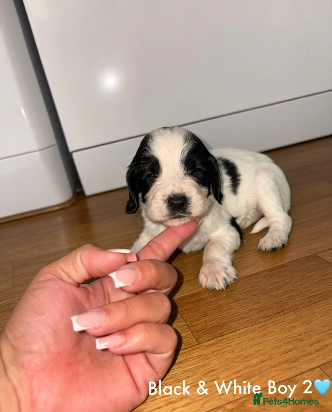 Cocker Spaniel dogs for sale: Cocker spaniel puppy’s  - Advert 29