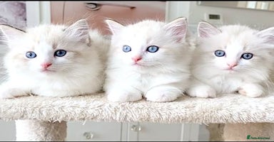 Ragdoll cats - Advert 10