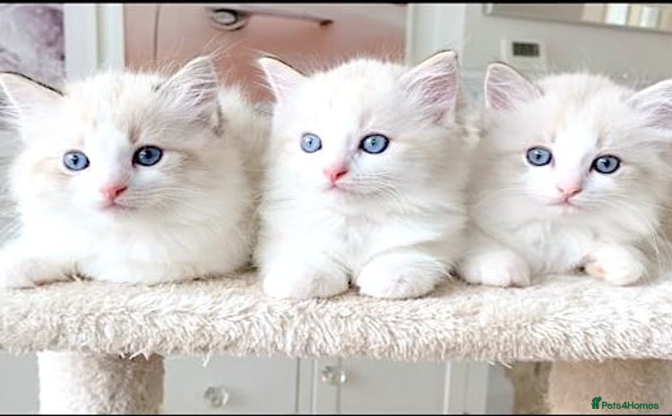 Ragdoll cats - Advert 10