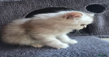 Persian cats - Advert 7