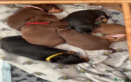 Dachshund dogs for sale: Beautiful dachshund puppies - Image 3