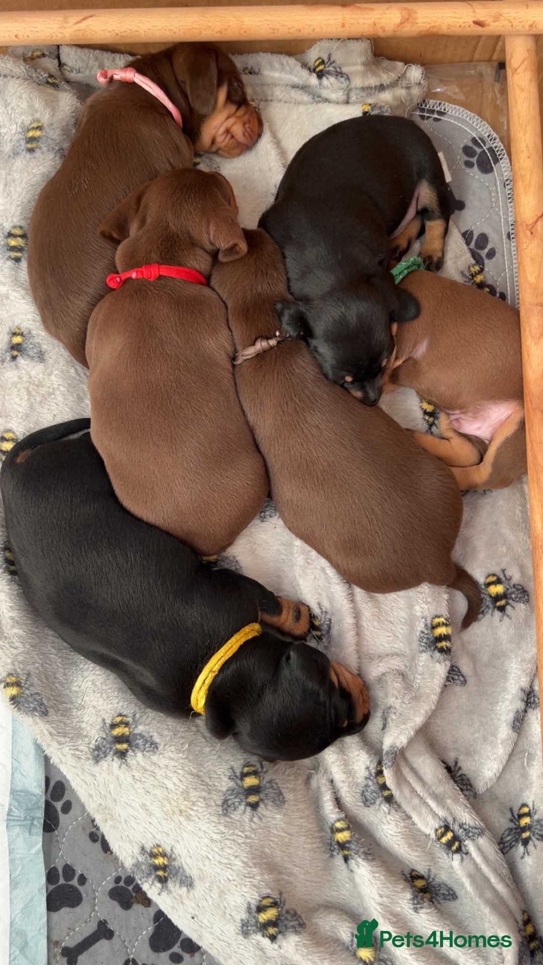 Dachshund dogs for sale: Beautiful dachshund puppies - Image 3