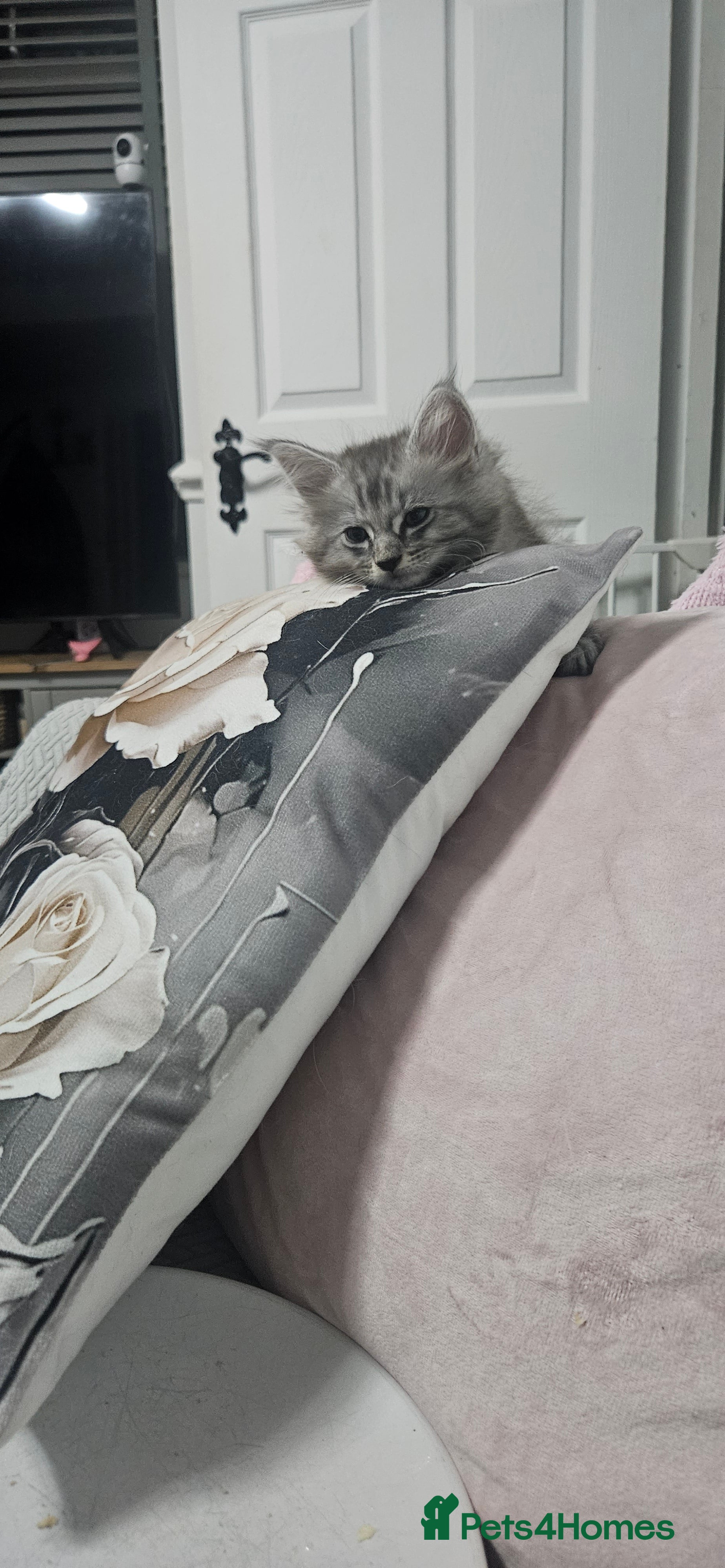 Maine Coon cats Stunning TICA Registered Maine coon Kittens  - Advert 2