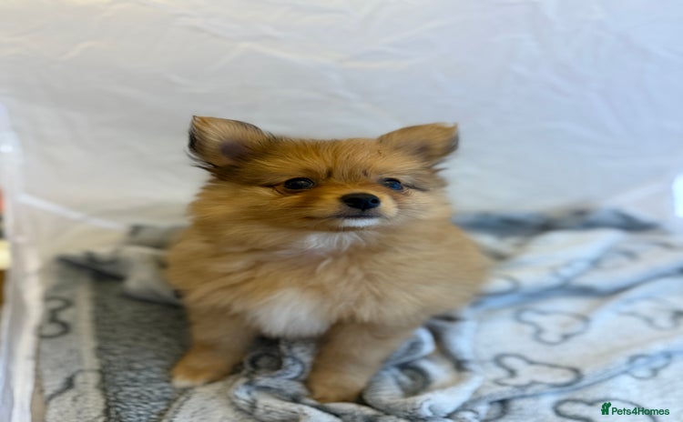 Pomeranian dogs - Advert 9