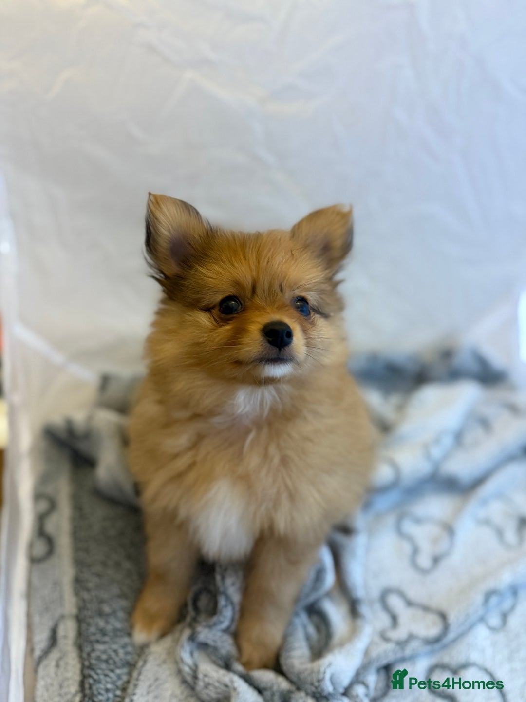 Pomeranian dogs for sale: XS Pomeranian puppy boy  - Image 1
