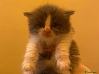 Maine Coon cats Four beautiful mainecoon/ragdoll kittens - Advert 16