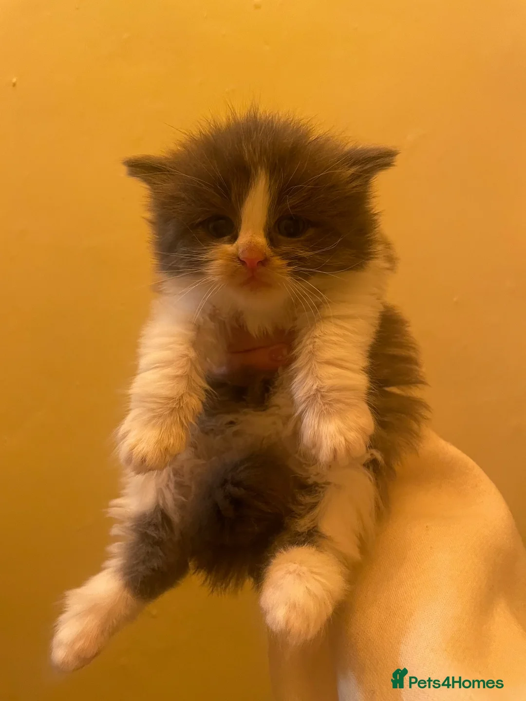 Maine Coon cats for sale: Four beautiful mainecoon/ragdoll kittens - Advert 4
