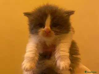 Maine Coon cats Four beautiful mainecoon/ragdoll kittens - Advert 13