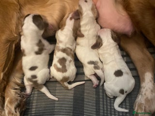 Cocker Spaniel dogs ‘Show Type’ Cocker Spaniel Puppies. KC Registered. - Advert 5
