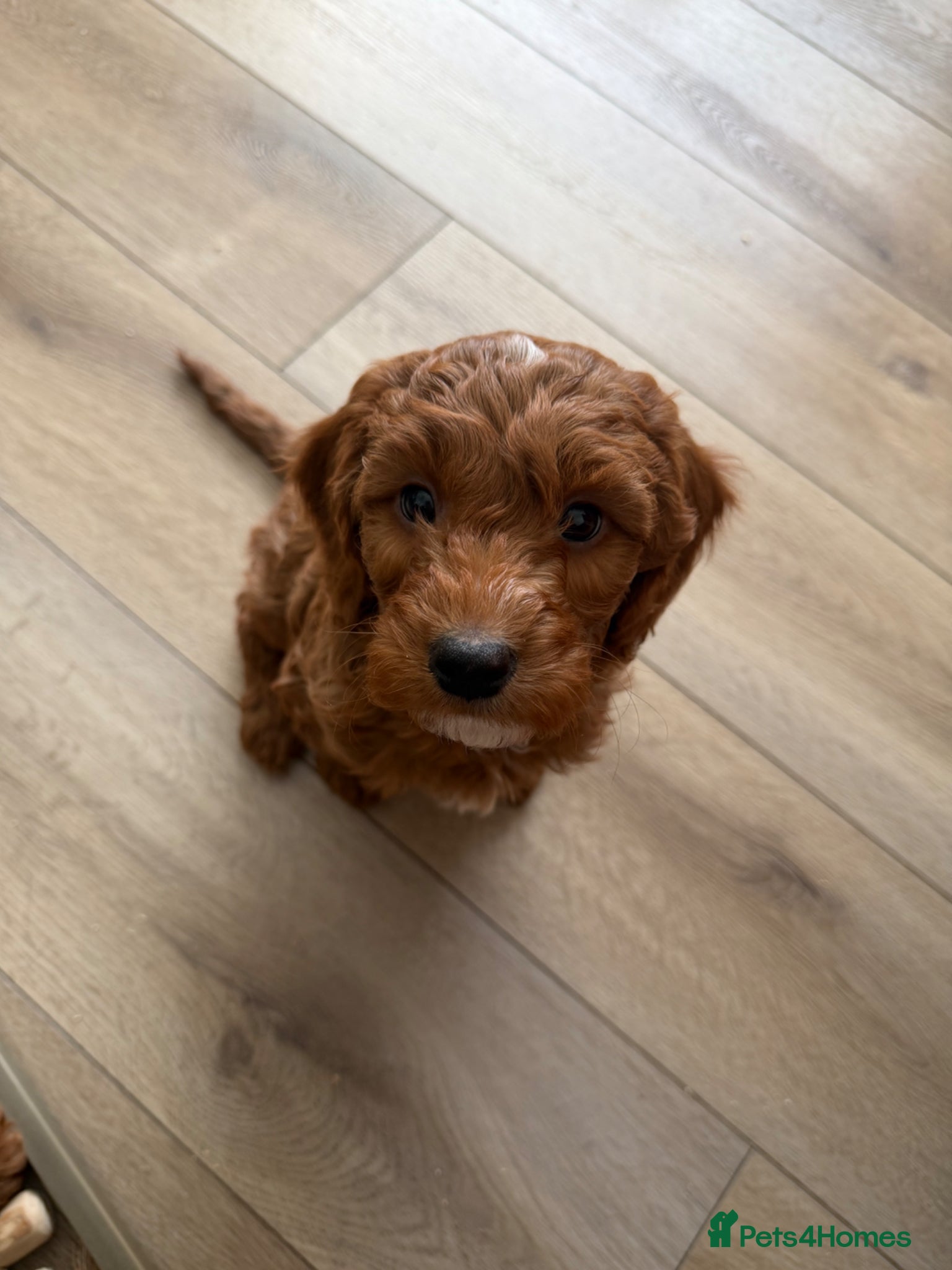 Cockapoo dogs 🌸Extensively health tested cockapoo puppy🌸 - Advert 1