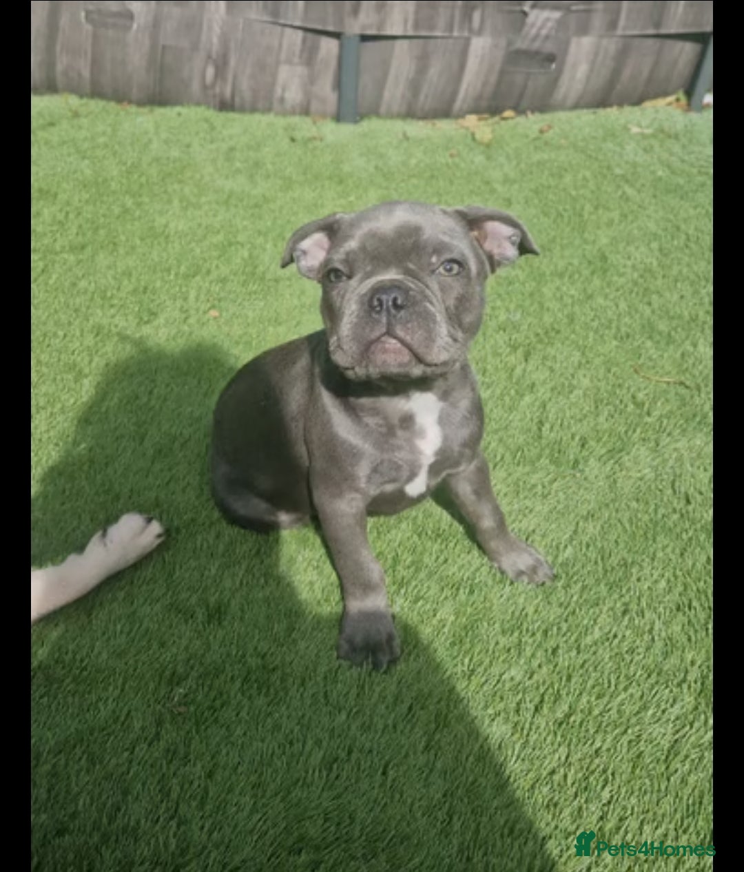 French Bulldog dogs for sale: Blue male French bulldog  - Image 11