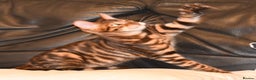 Toyger cats for sale: TWO STUNNING WILD LOOKING TOYGER CUBS - Advert 20