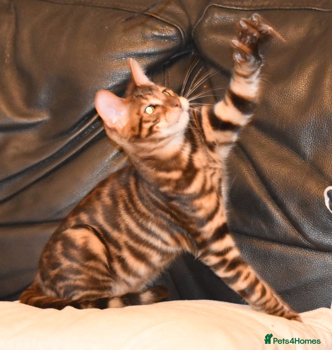 Toyger cats for sale: TWO STUNNING WILD LOOKING TOYGER CUBS - Advert 20