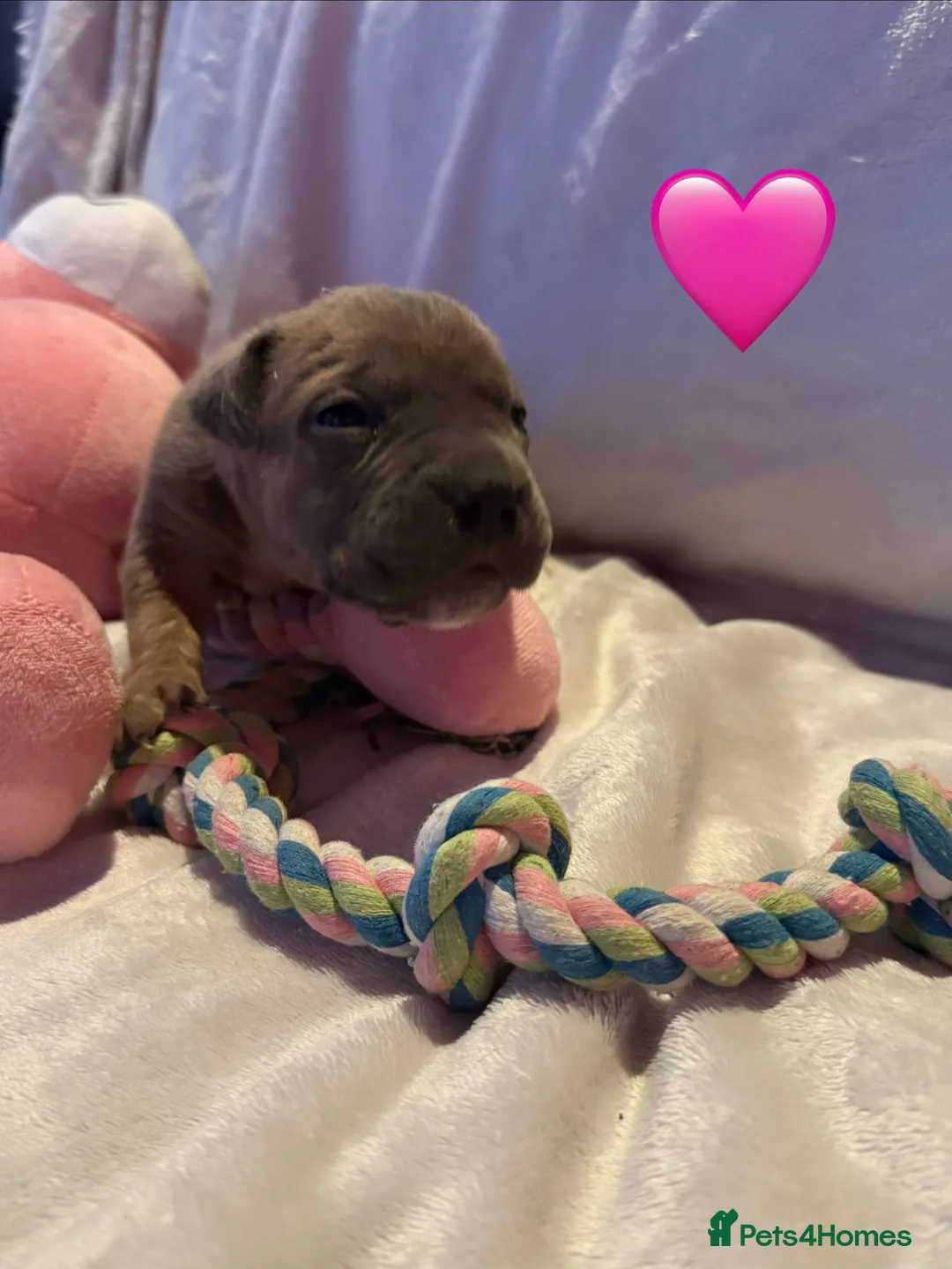 Cane Corso dogs for sale: Cane corso puppies ICCF registered  - Advert 32