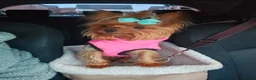 Yorkshire Terrier dogs for sale: Yorkshire terrier mini - Advert 1