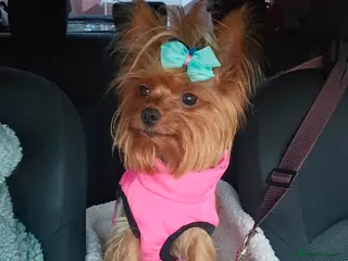 Yorkshire Terrier dogs Yorkshire terrier mini - Advert 1