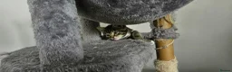 Mixed Breed cats for sale: 4 kittens for sale - Advert 7