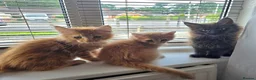 Maine Coon cats for sale: Full Mainecoon beautiful kittens  - Advert 2