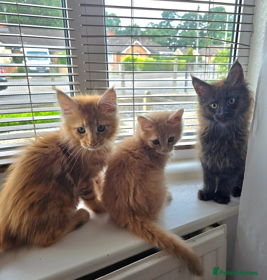 Maine Coon cats for sale: Full Mainecoon beautiful kittens  - Advert 2
