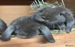 Mini Lop rabbits for sale: Mini lops  - Image 3