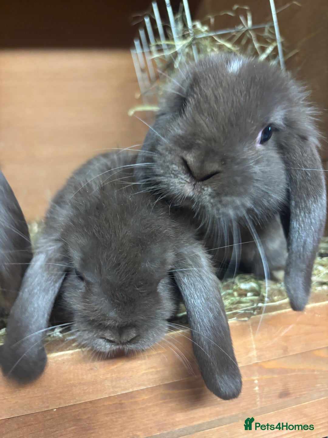 Mini Lop rabbits for sale: Mini lops  - Image 3