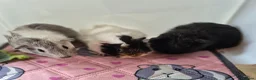 Guinea Pig rodents for sale: Beautiful Baby Sows - Advert 1