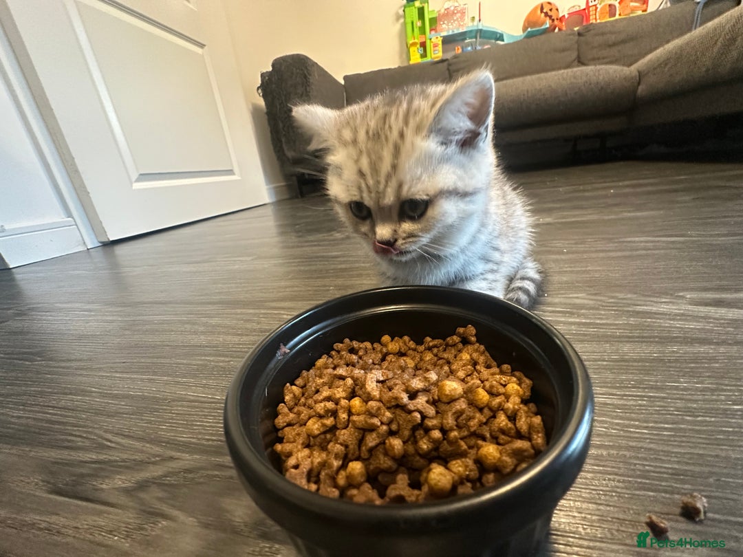 British Shorthair cats for sale: Father TICA Registered Beautiful Coat Ready - Advert 4