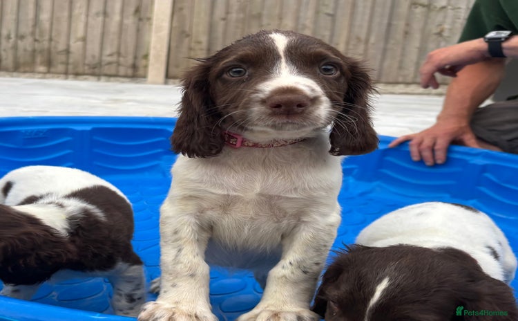 English Springer Spaniel dogs in Derby - Advert 5