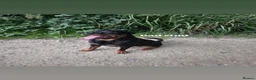 Rottweiler dogs for sale:     Gorgeous Chunky Rottweiler Puppies  - Advert 5