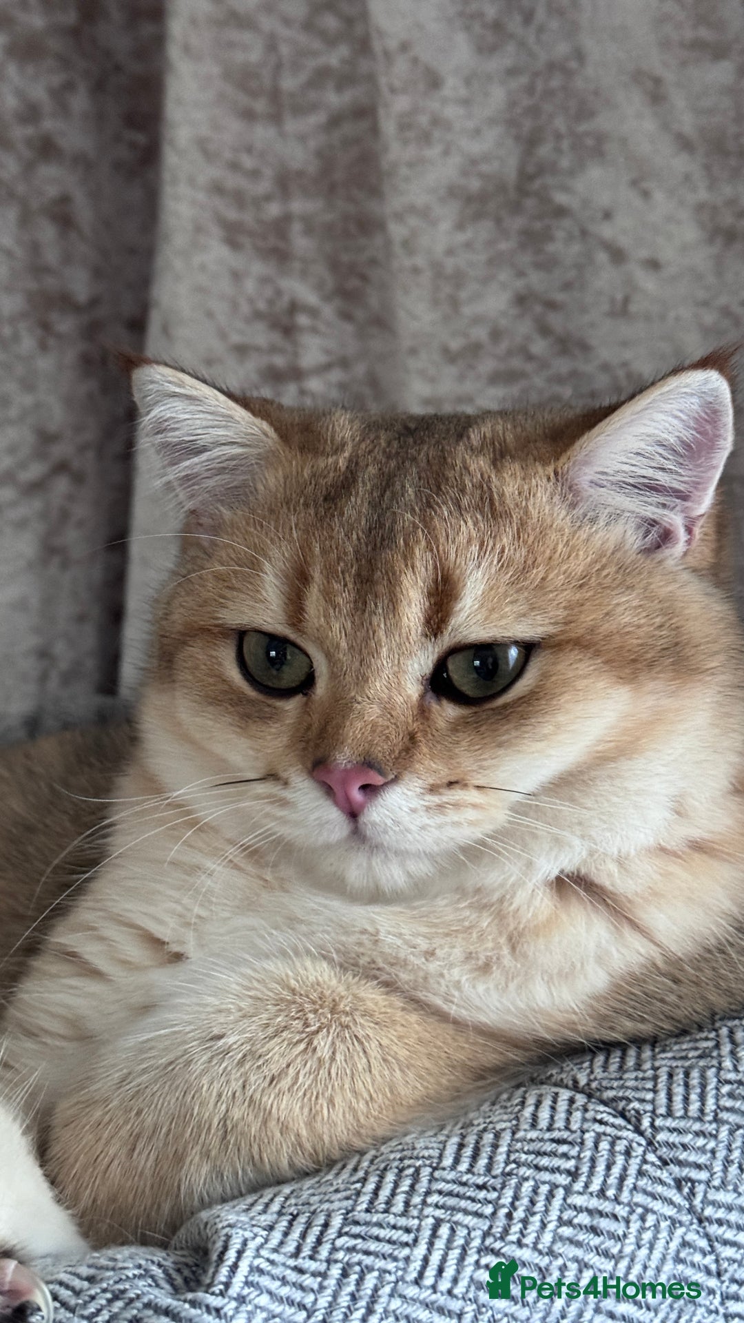 British Shorthair cats for sale: BSH BOY GCCF GOLDEN BLACK TIPPED  - Advert 9