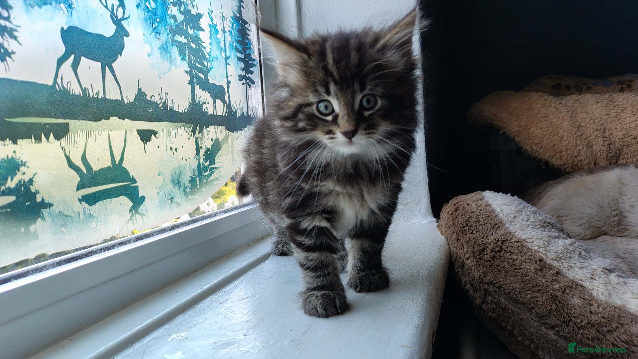 Norwegian Forest Cat cats Beautiful Pedigree Norwegian Forest kittens - Advert 11