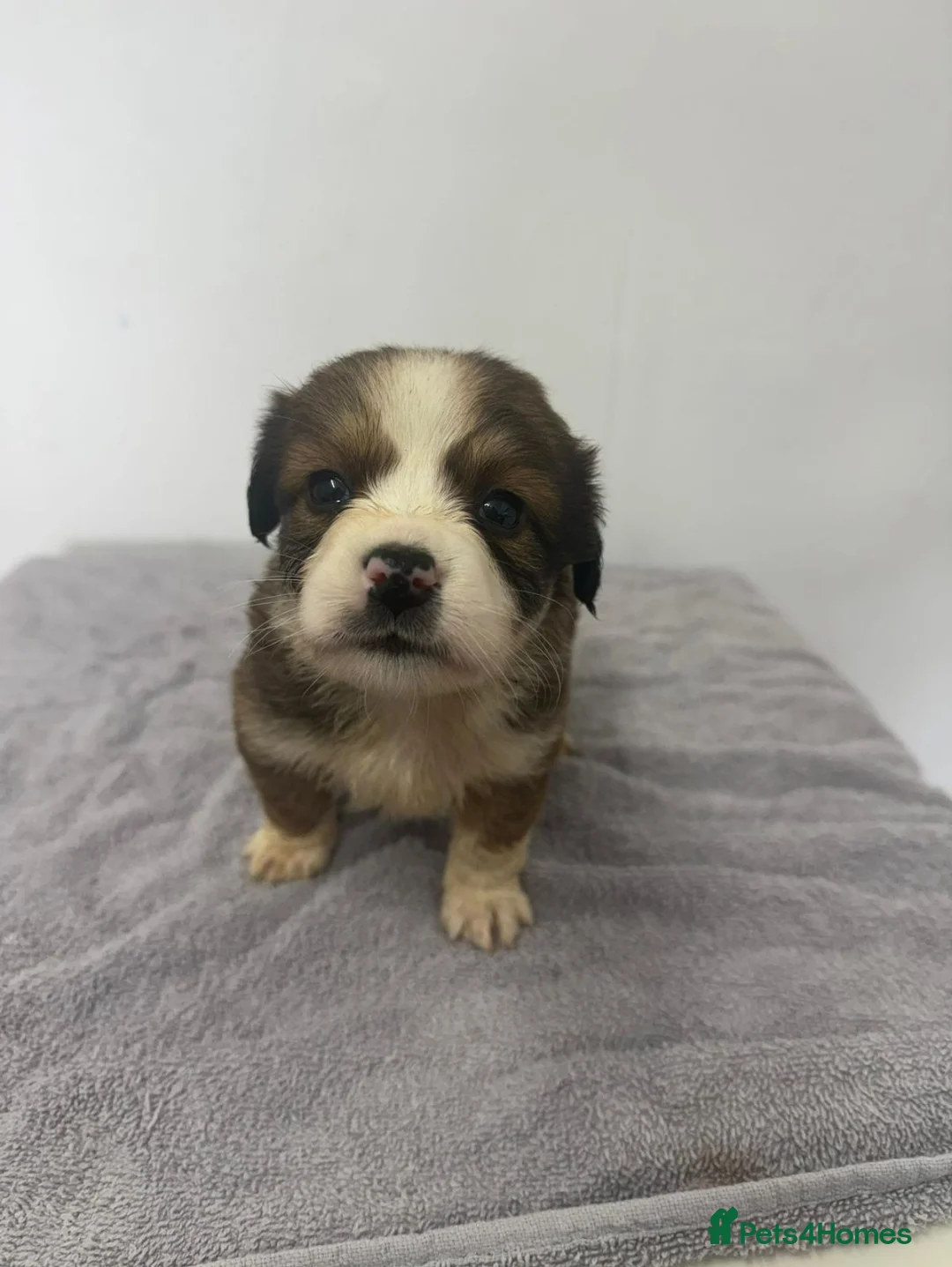 Mixed Breed dogs for sale: Shih Tzu x Jack Russell  in Ayr - Advert 2