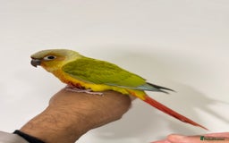Budgerigars birds for sale: Two Baby handreared super tame conures  EACH - Image 8