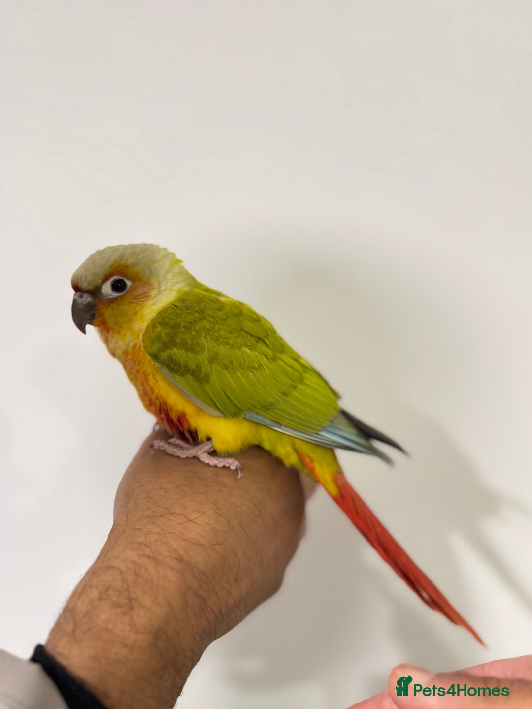Budgerigars birds for sale: Two Baby handreared super tame conures  EACH - Image 8