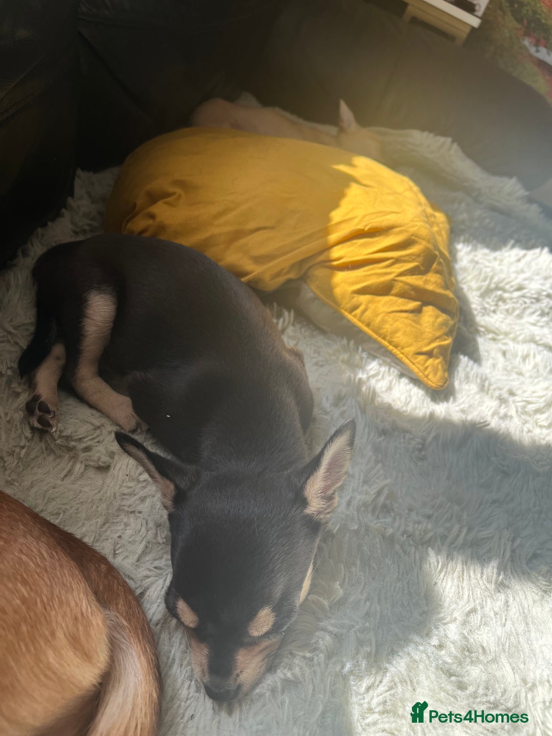 Chihuahua dogs for sale: Stunning chihuahua puppies  - Image 5