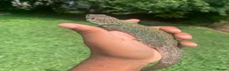 Lizard reptiles for sale: Jeweled Lacerta (Timon lepidus)  - Advert 4