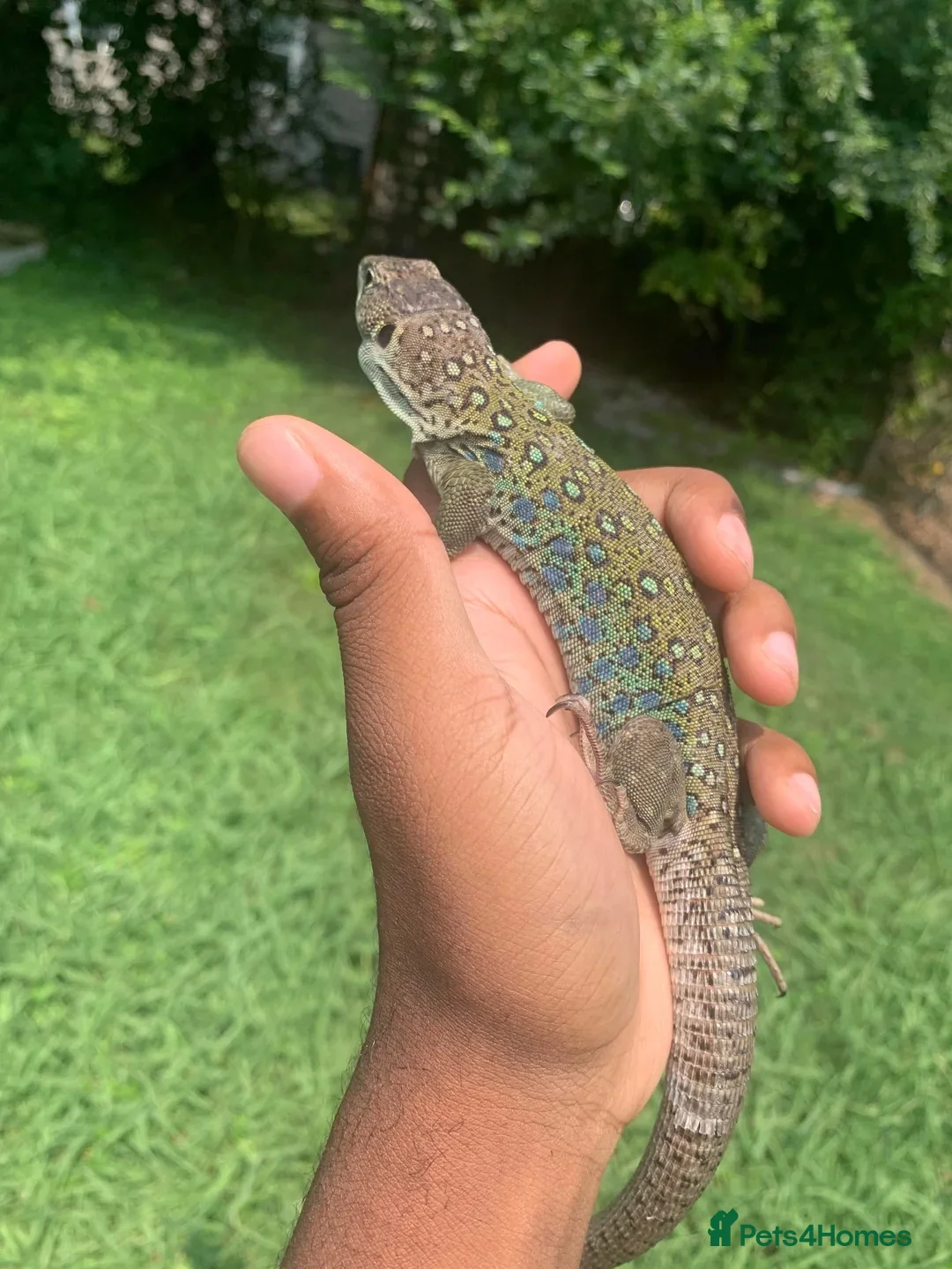 Lizard reptiles for sale: Jeweled Lacerta (Timon lepidus)  - Advert 4