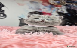 Scottish Fold cats for sale: Scottish fold adorable kitties 🐾  - Image 6