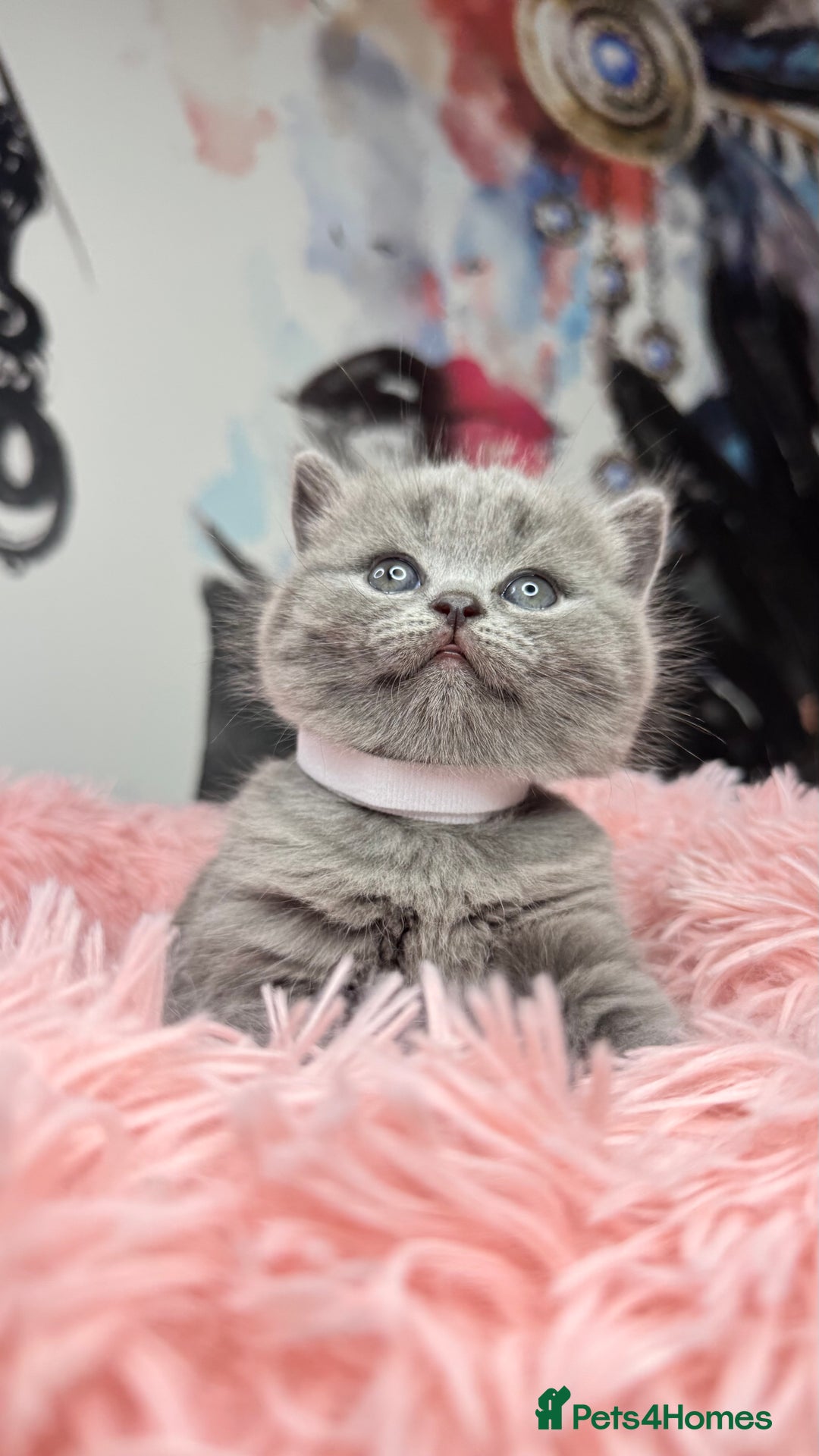 Scottish Fold cats for sale: Scottish fold adorable kitties 🐾  - Image 6
