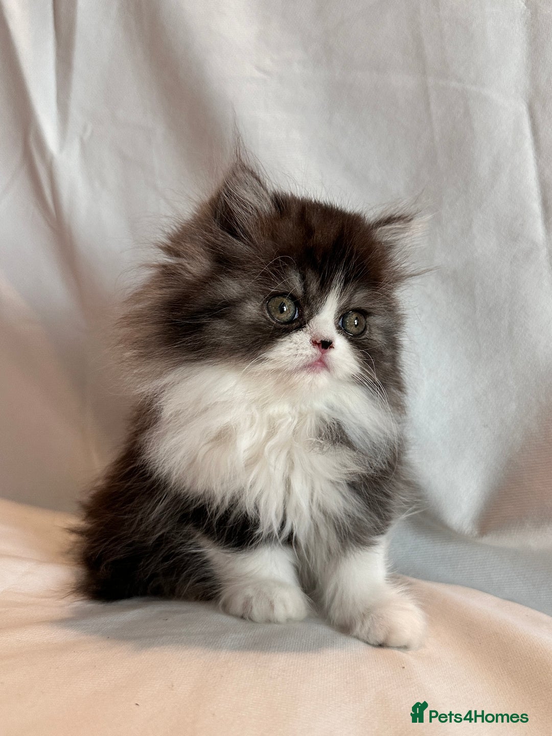 Persian cats for sale: Stunning fluffy Persian baby💗 - Advert 7