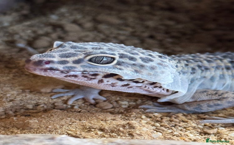 Leopard Gecko reptiles - Advert 1