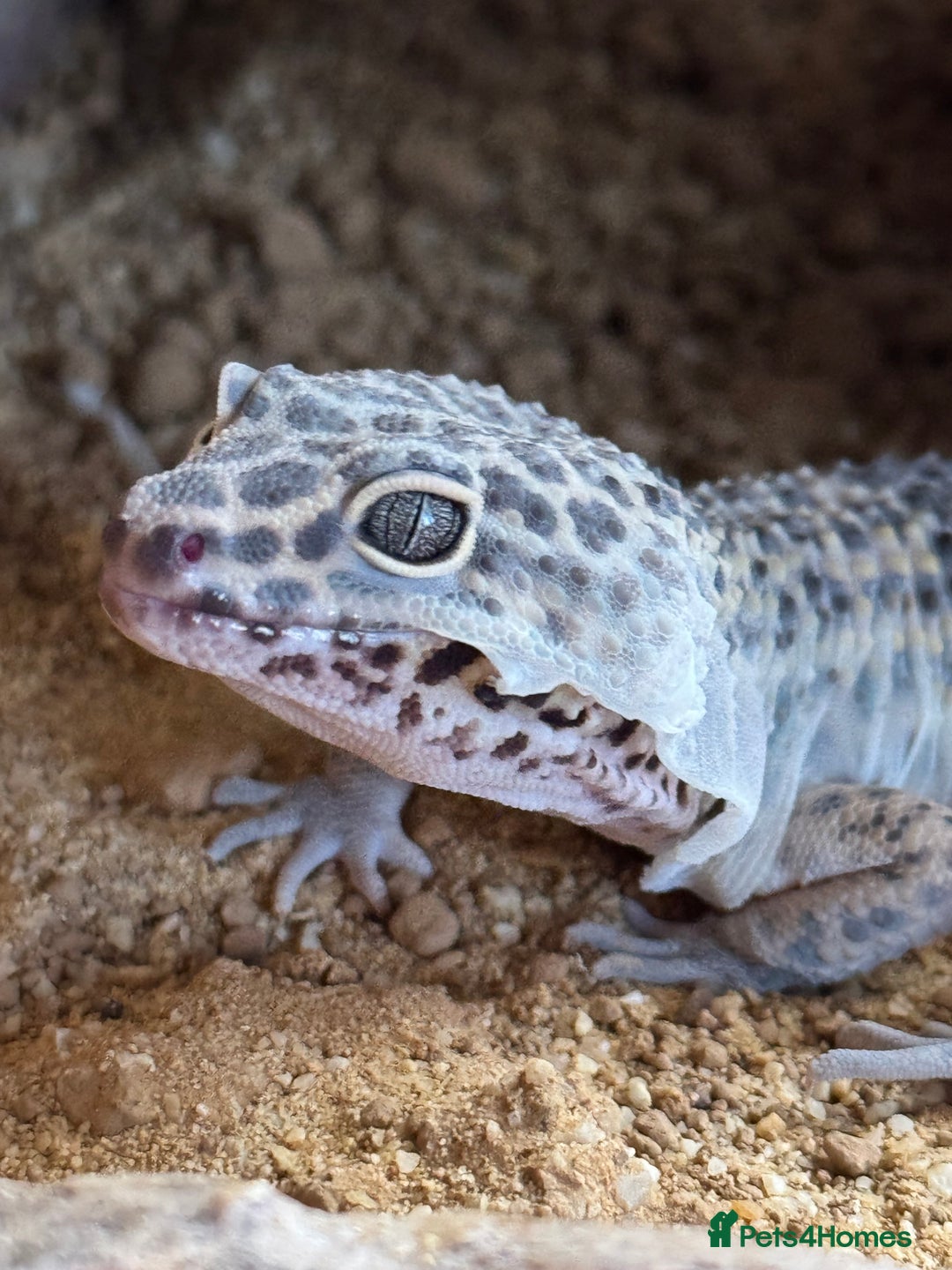 Leopard Gecko reptiles for sale: Leopard gecko - Image 1